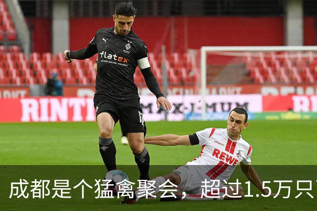 成都是个猛禽聚会，超过1.5万只飞鸟齐聚天际！